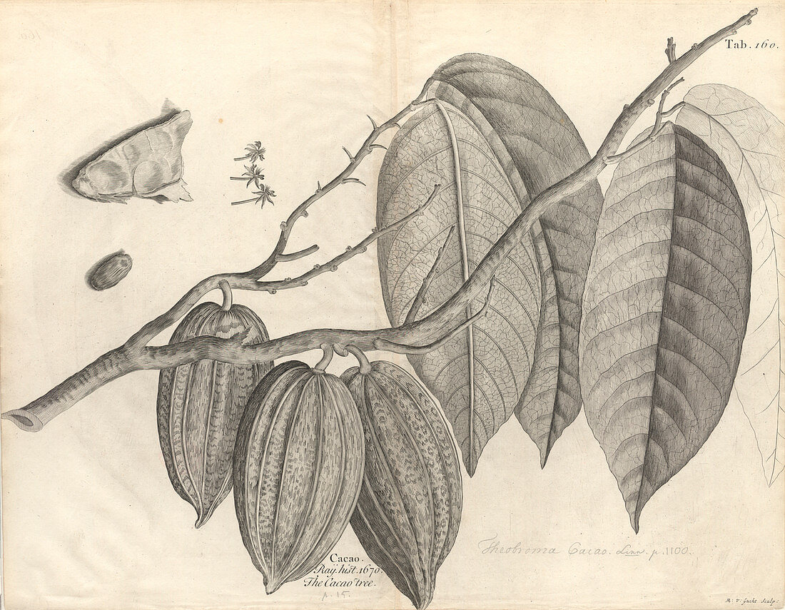 Cocoa tree leaves and pods,artwork