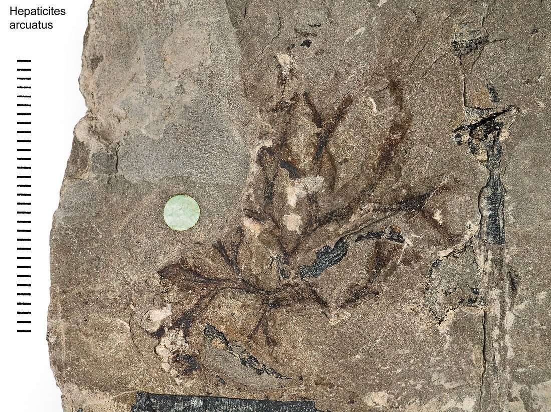 Liverwort fossil