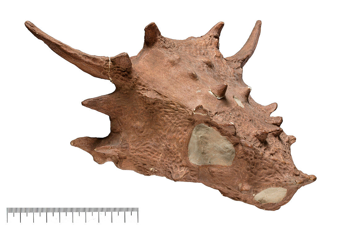 Elginia reptile skull fossil