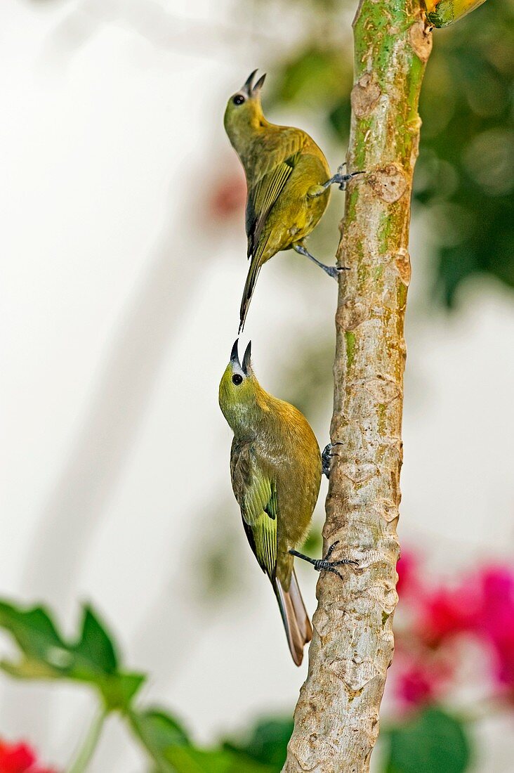 Palm tanagers