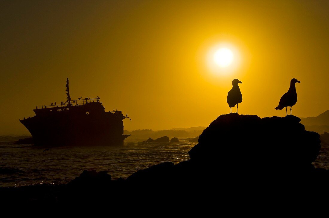 Shipwreck and gulls