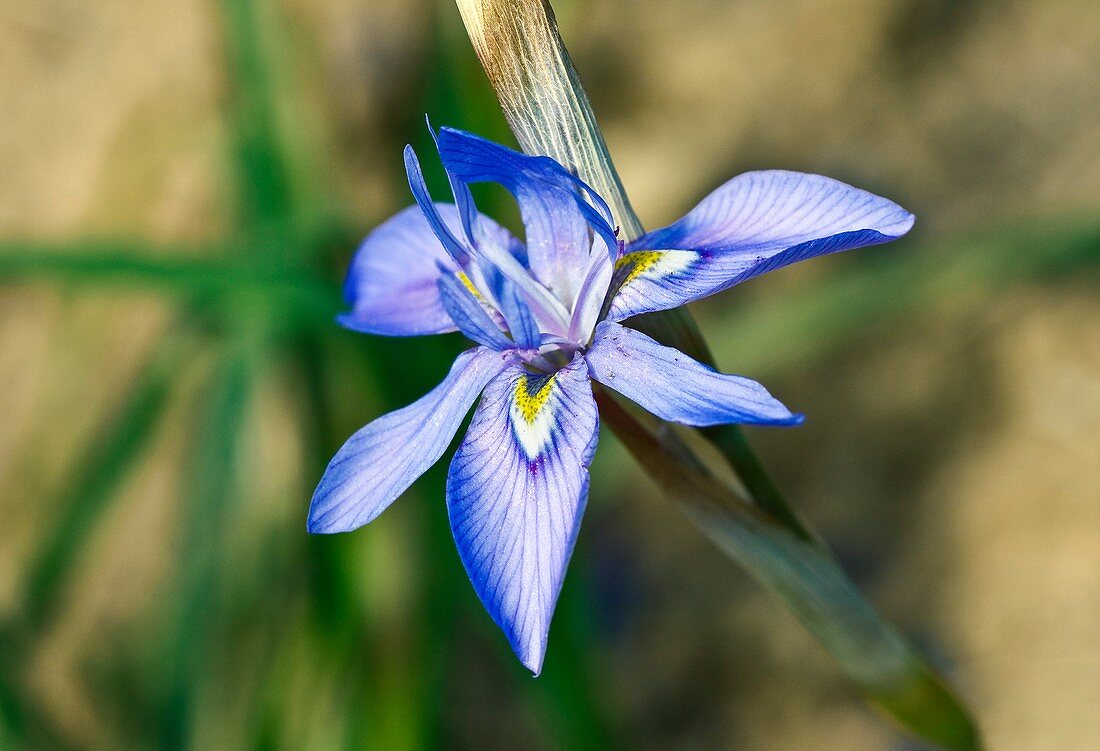 Gynandriris setifolia flower
