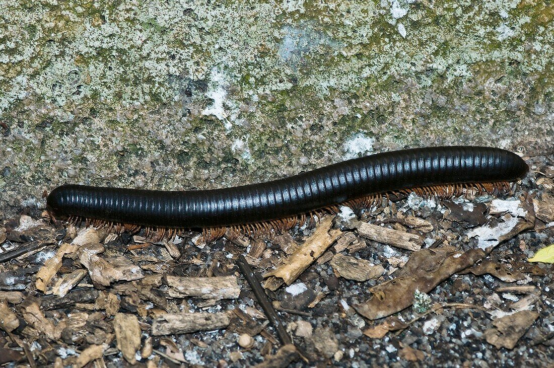 Seychelles giant millipede