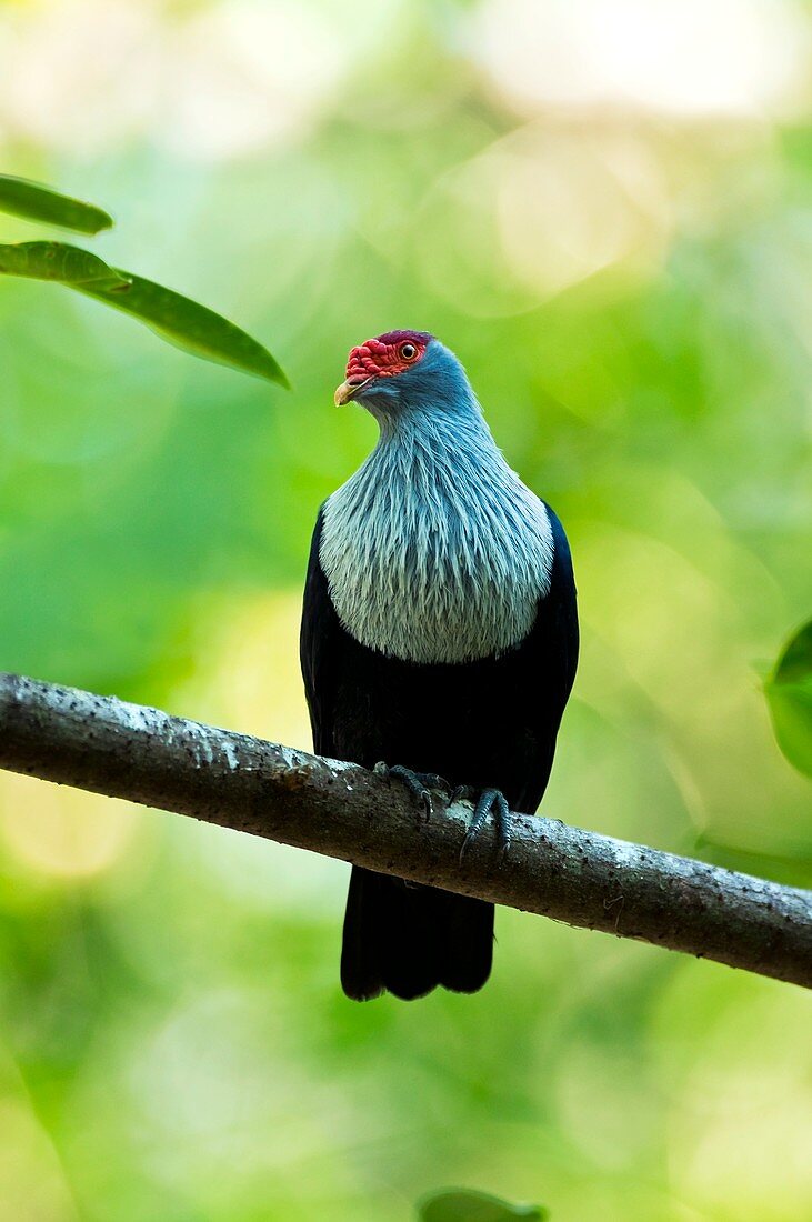Seychelles blue pigeon