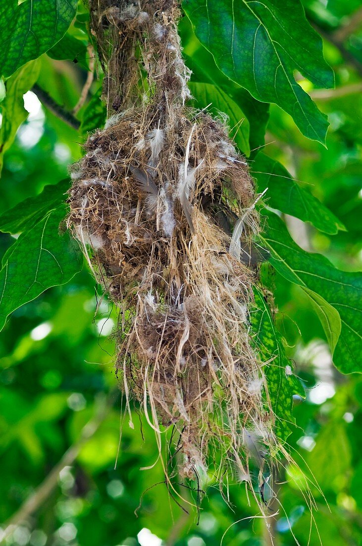 Seychelles sunbird nest