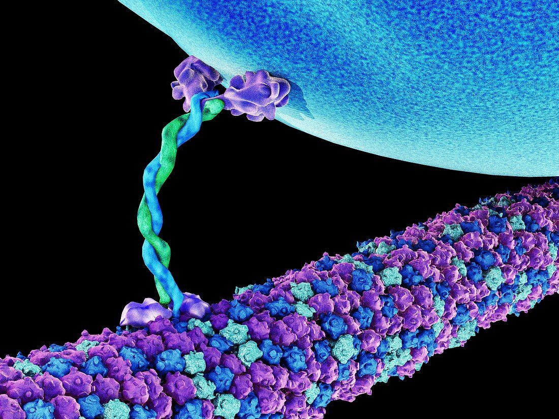 Protein,microtubules and cell,artwork