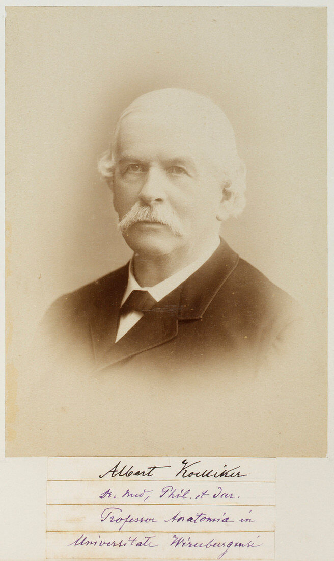 Albert von Kolliker,Swiss zoologist