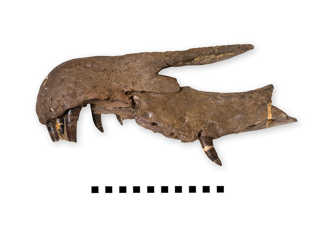 Baryonyx dinosaur snout fossil