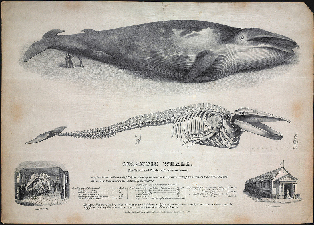 Greenland whale stranding,1827