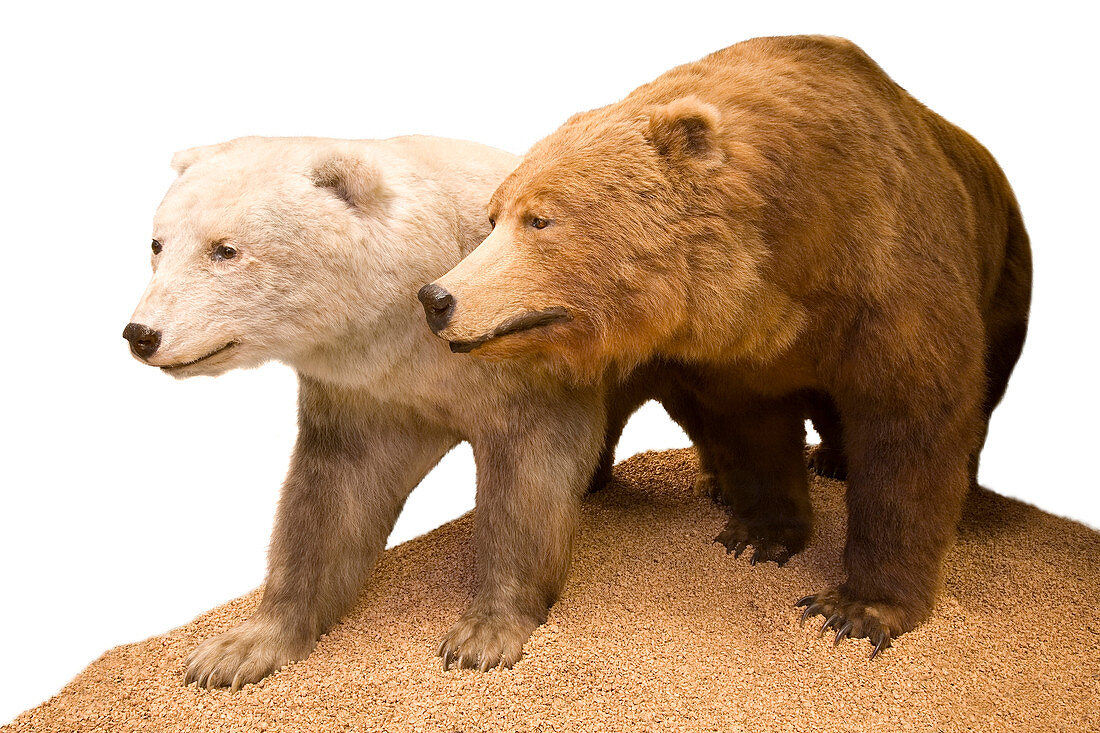 Grizzly-polar bear hybrid specimen