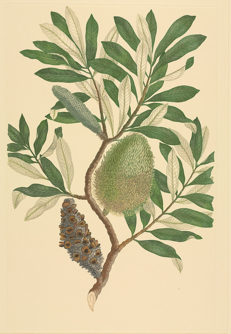 Coast banksia (Banksia integrifolia)