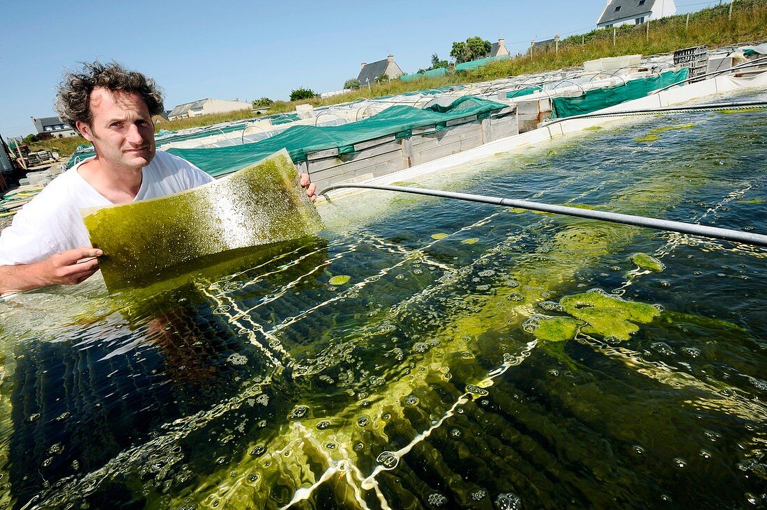 Abalone farming