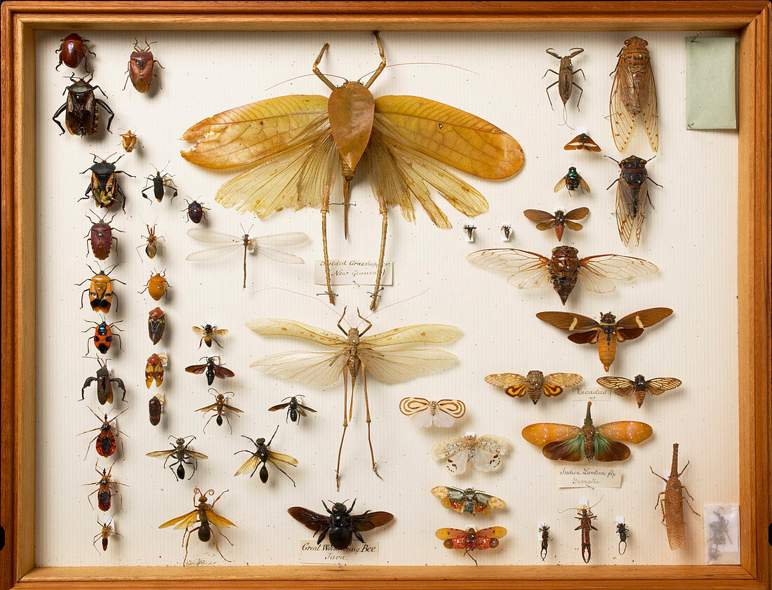 Wallace Collection insect specimens