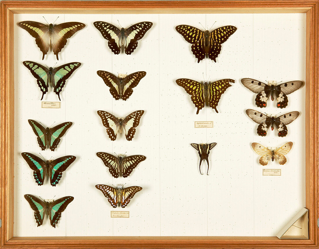 Wallace Collection butterfly specimens