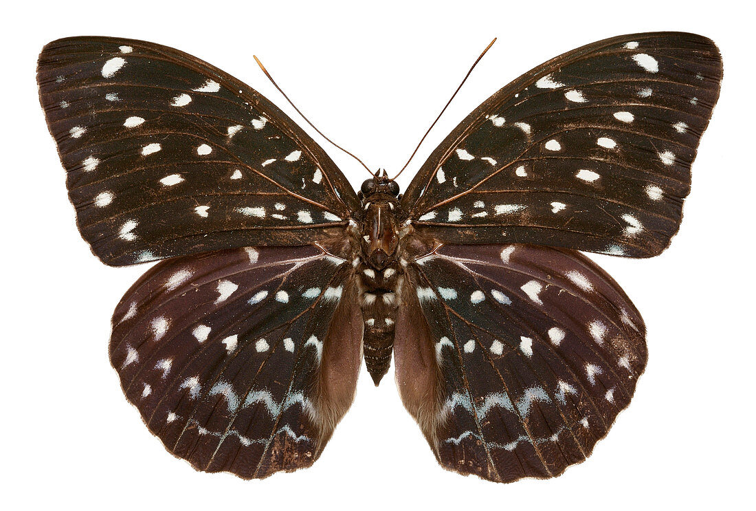 Great archduke butterfly