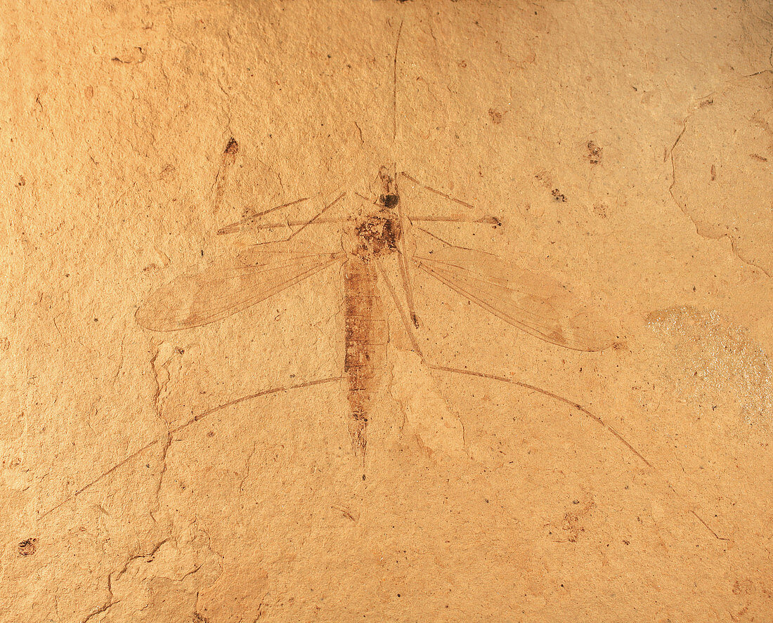 Florissant Formation insect fossil