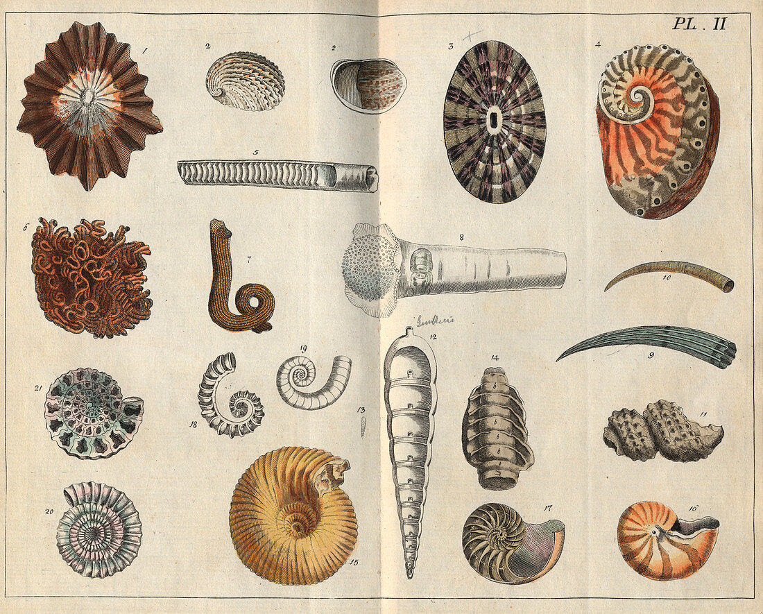Shells,18th century artwork