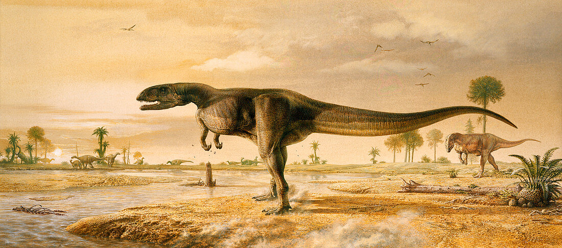 Neovenator dinosaur,artwork