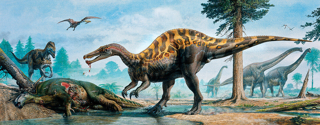 Baryonyx,Neovenator Iguanadon dinosaurs