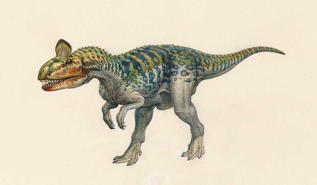 Cryolophosaurus dinosaur,artwork