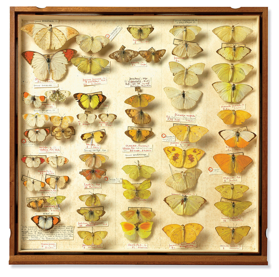 Banks insect collection,18th century