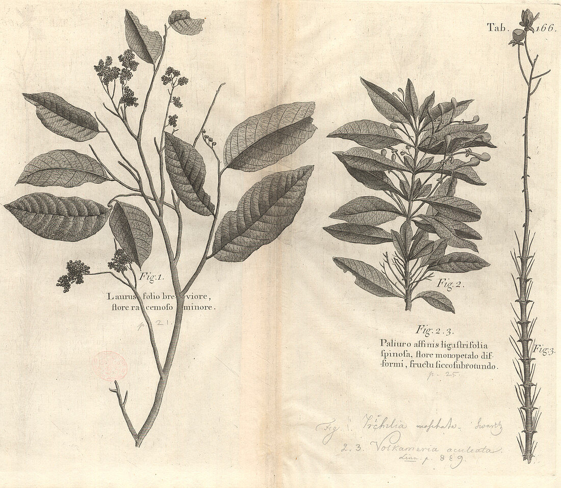 Caribbean plants,18th century