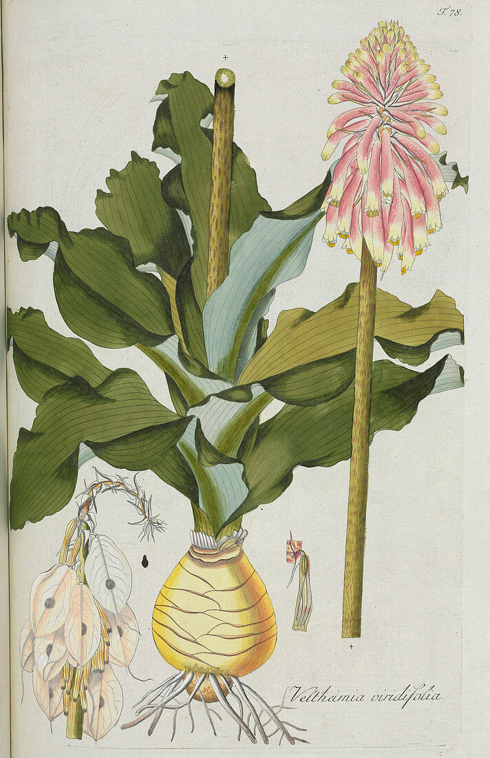 Lily (Veltheimia viridiflora),artwork