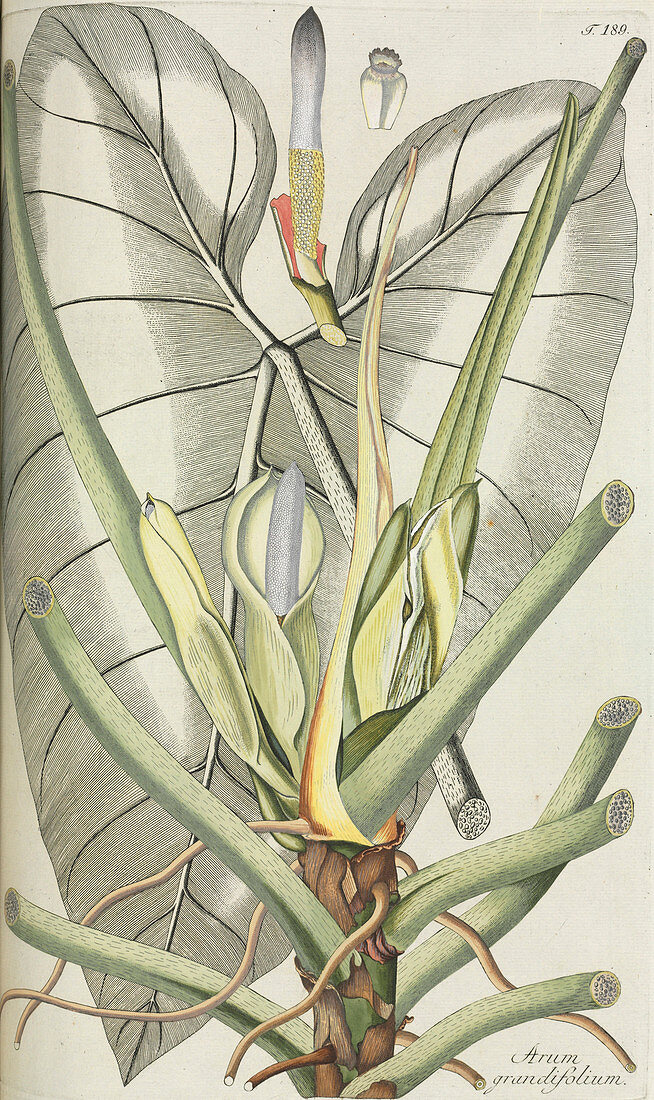 Arum (Arum grandiflorum),artwork
