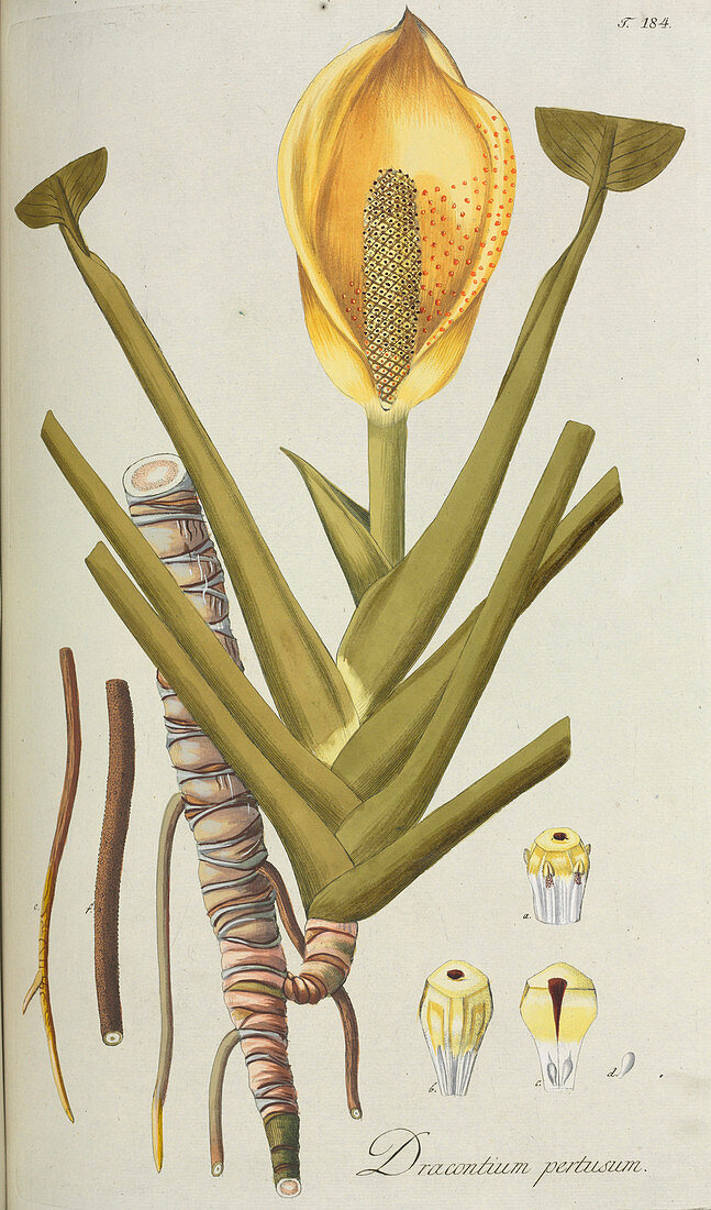 Dracontium pertusum plant,artwork