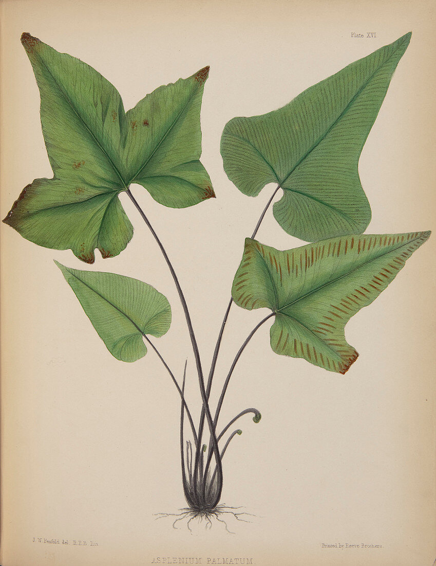 Asplenium palmatum fern,artwork