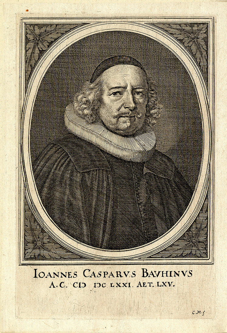 Johann Caspar Bauhin,Swiss physician