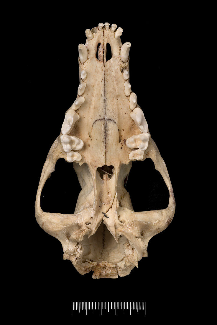Falkland Islands fox skull