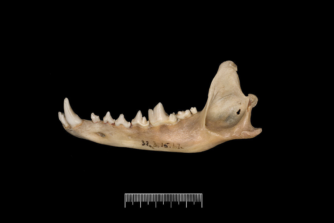 Falkland Islands fox jaw fragment