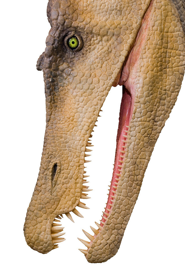 Baryonyx dinosaur model head