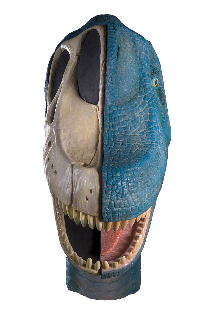 Brachiosaurus dinosaur model