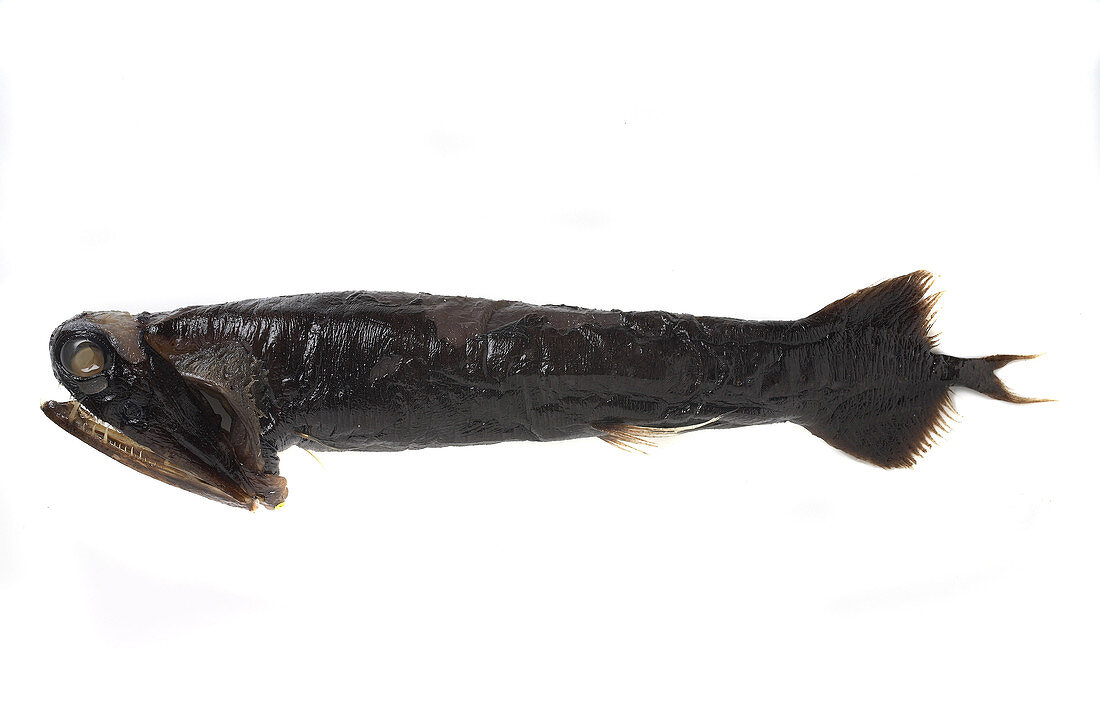 Deep-sea dragonfish specimen