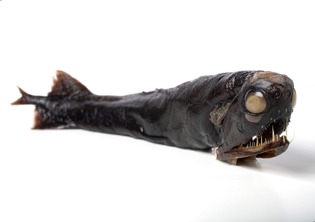 Deep-sea dragonfish specimen