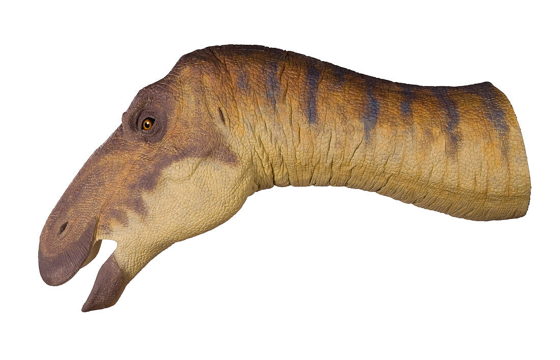 Edmontosaurus dinosaur model