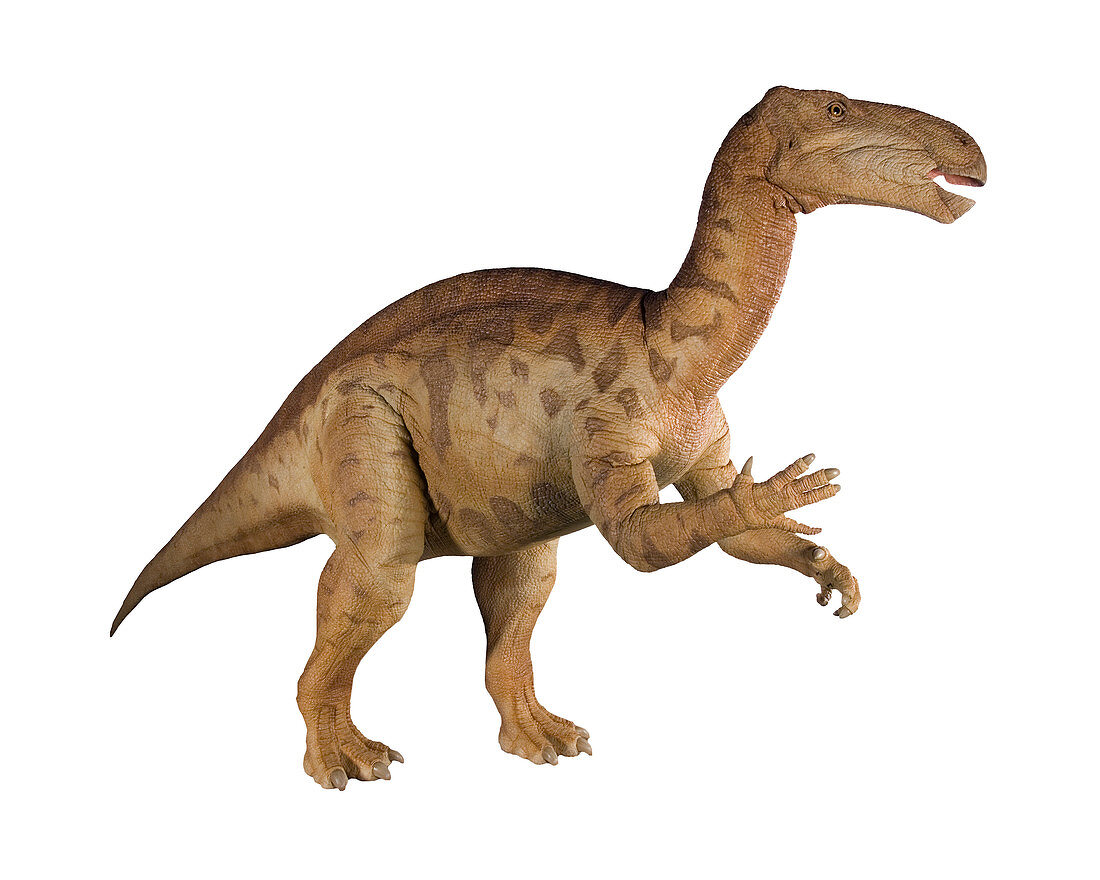 Iguanodon dinosaur model