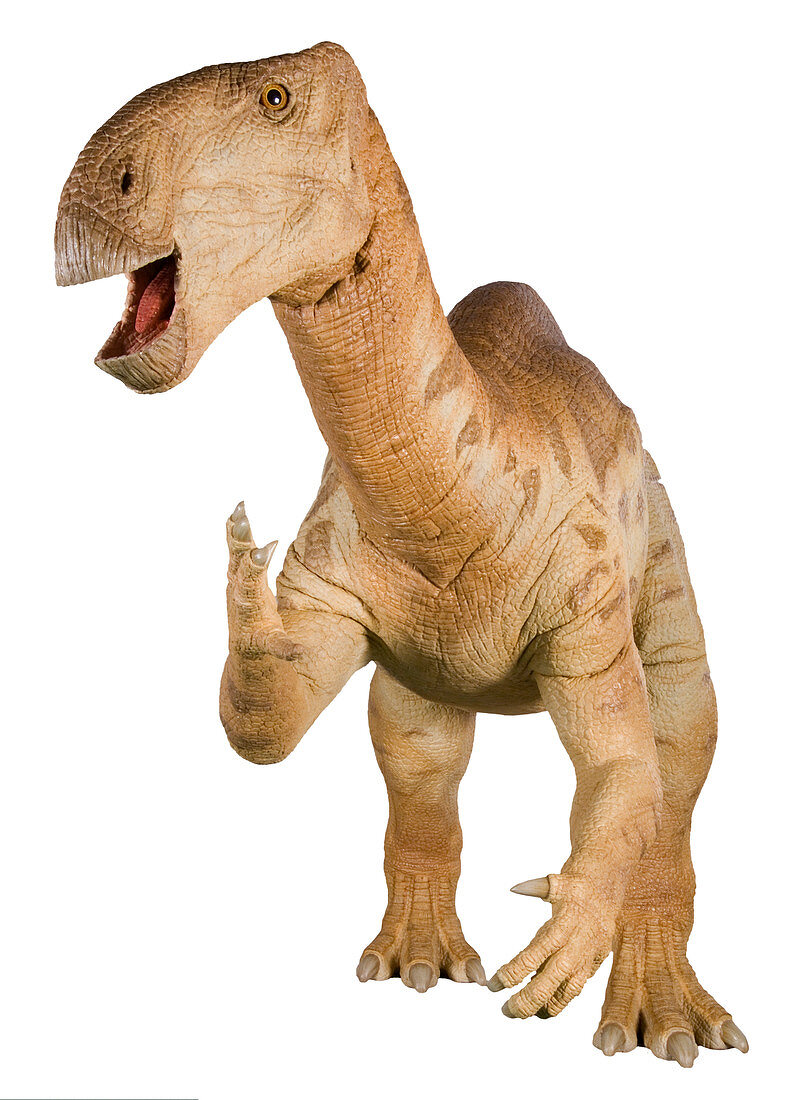 Iguanodon dinosaur model