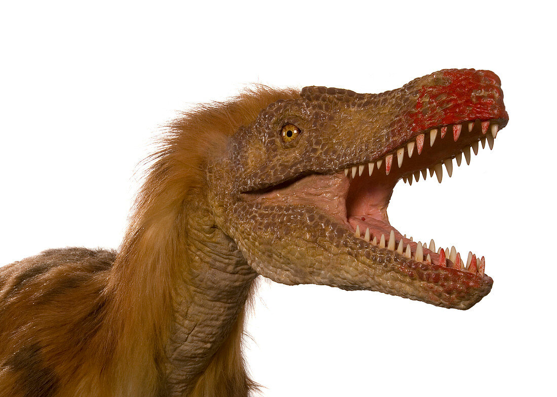 Velociraptor jaws model
