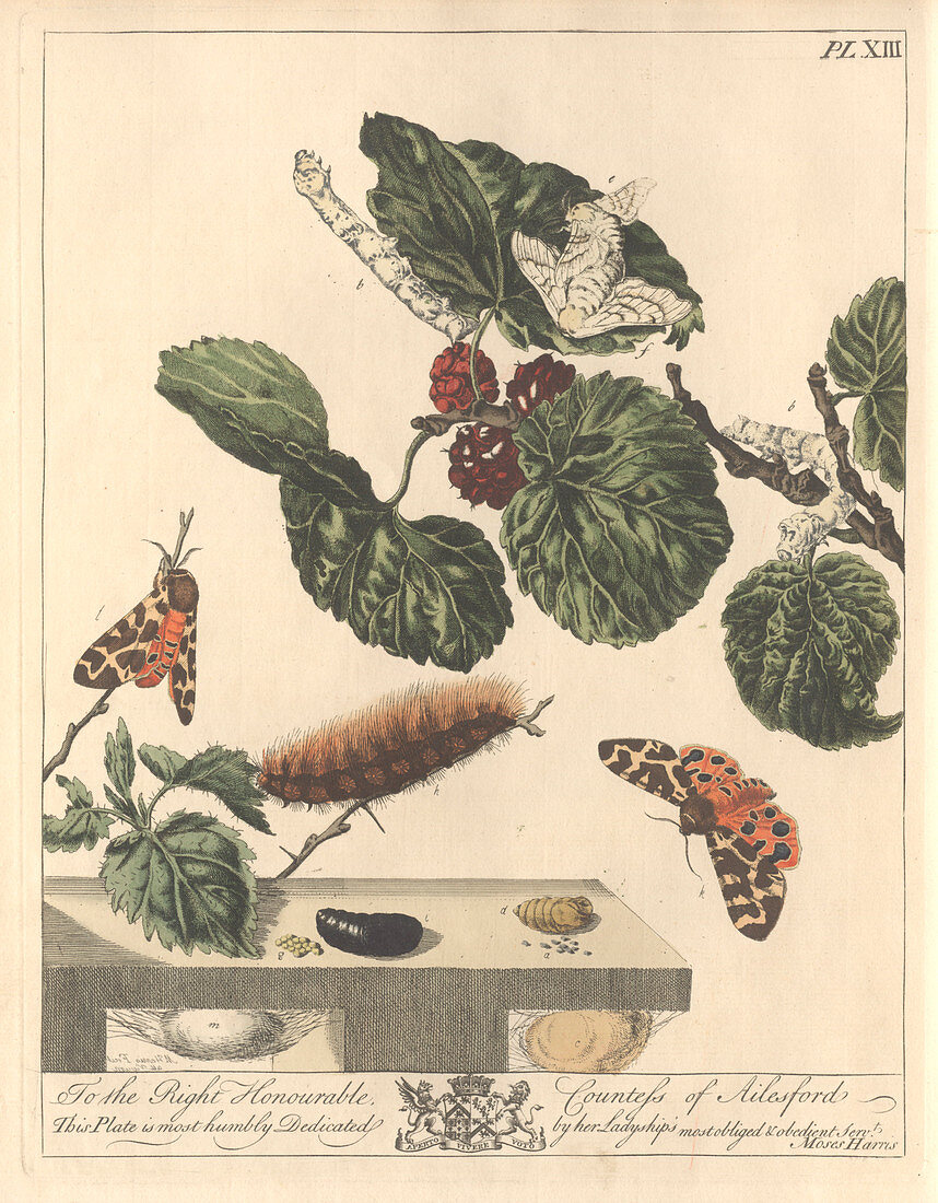 Silkworm moth,artwork