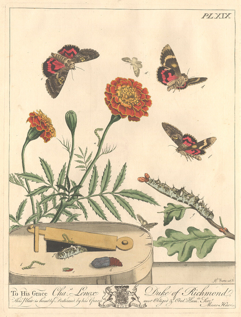Lime-speck pug moth,artwork