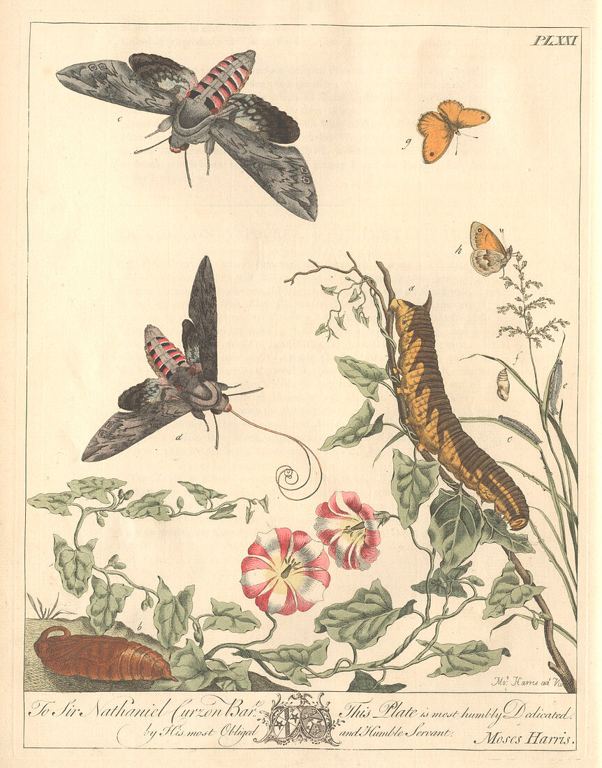 Unicorn caterpillar moth,artwork