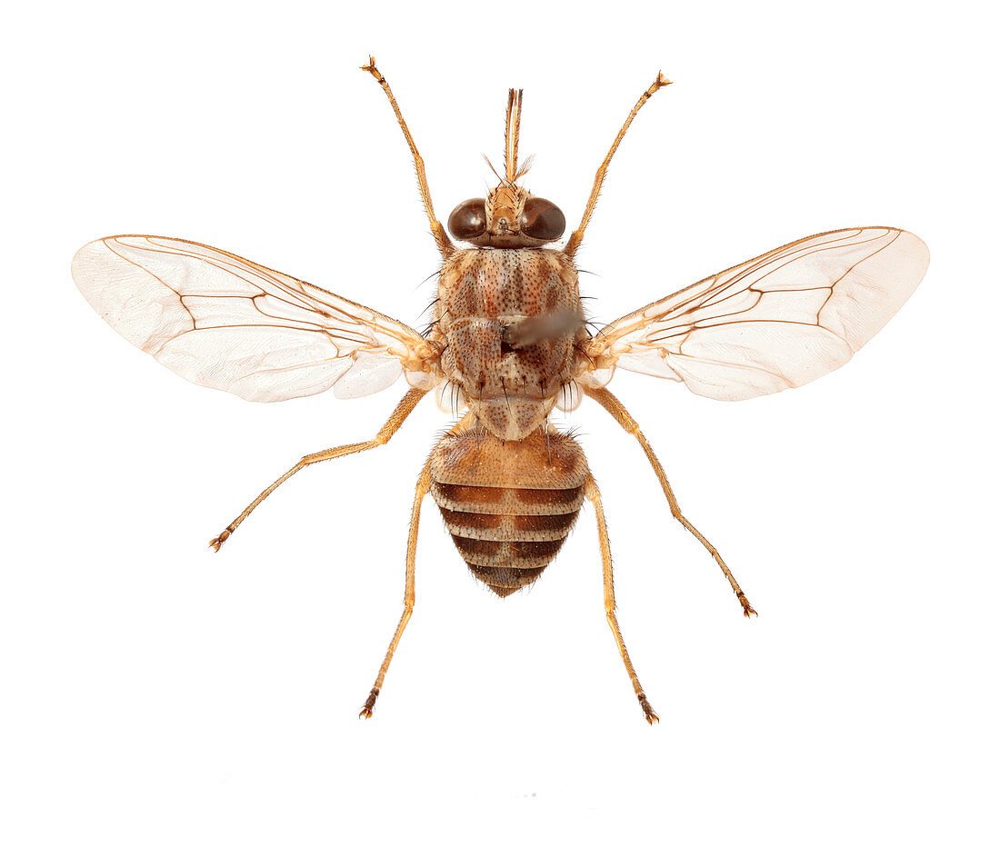 Savanna tsetse fly
