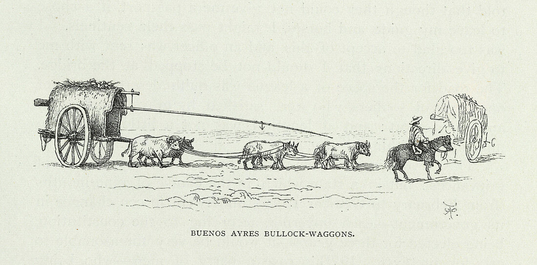 'Buenos Ayres Bullock-wagons',artwork