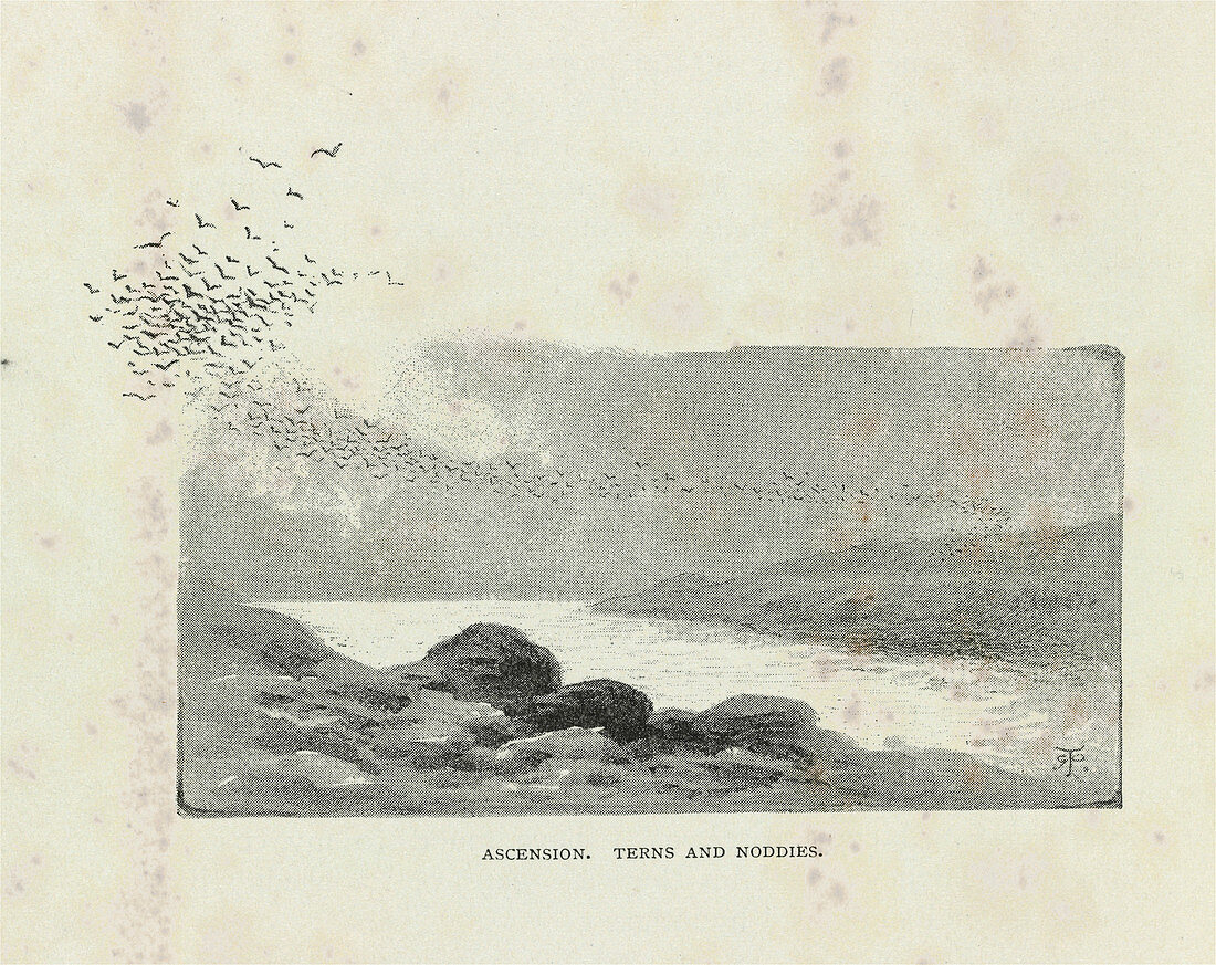 Flock of terns and noddies,artwork
