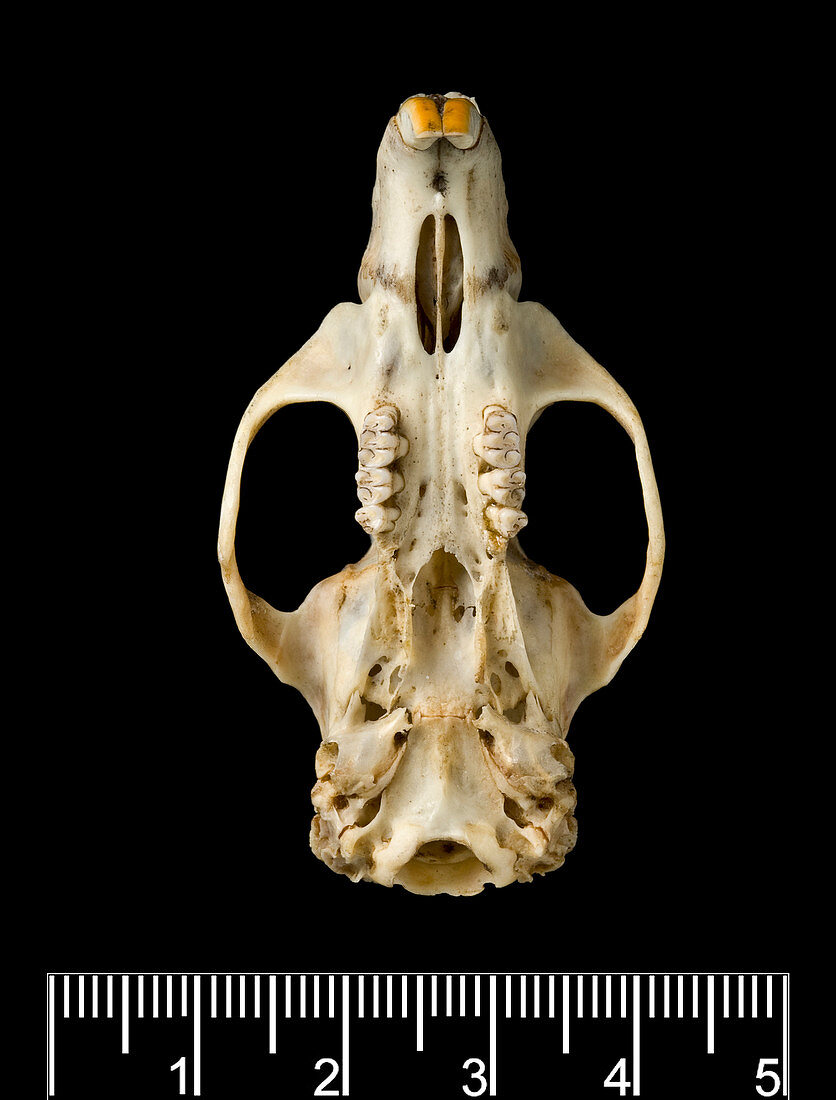 Antillean giant rice rat skull