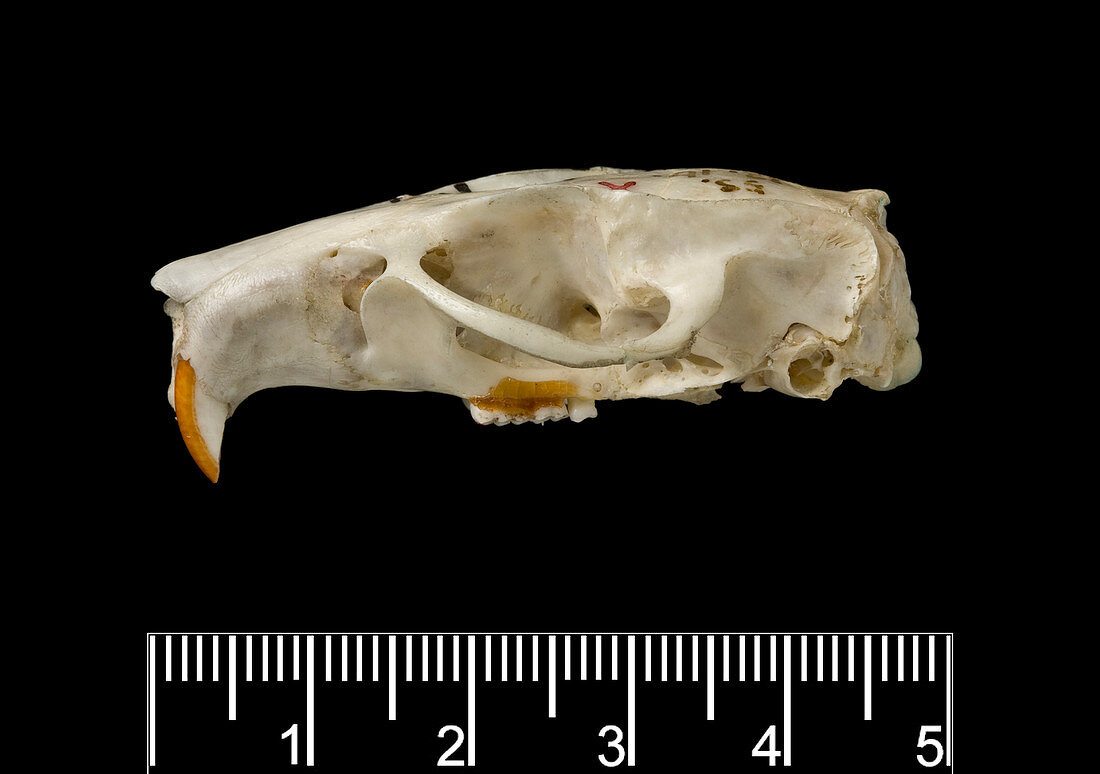 Santa Lucia giant rice rat skull