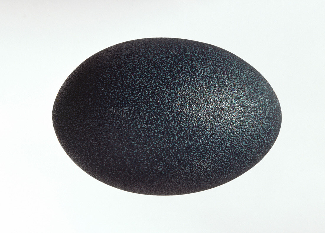 Emu egg